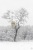Baum mit Misteln - Tree with mistletoe