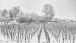 Schneefall in den Weinbergen - Snowshower in the vineyards
