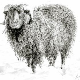Sheep in the snow