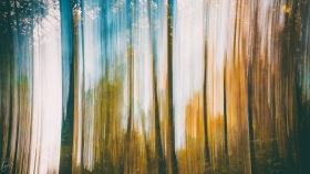 Abstraktion im Wald