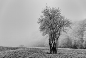 Hoarfrost