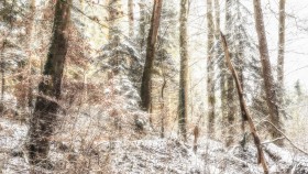 Schnee im Wald