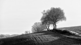 Trees in the field