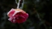 Rose on the Rocks