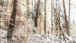 Schnee im Wald
