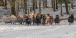 16 Schafe im Schnee