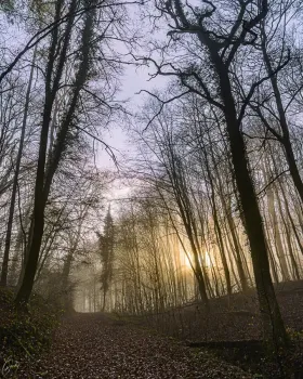 Im Wald
