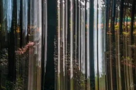 Kreativfotografie: Morgens im Wald