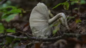 Absterbender Pilz
