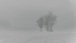Nebel bei Greiweldingen