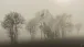 Nebel in den Feldern