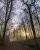 Im Wald