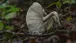 Absterbender Pilz