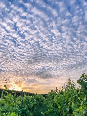 Himmel über dem Weinberg - Sky above the Vineyard