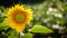 Sonnenblume - Sunflower