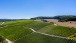 Weinberg bei Greiweldingen - Vineyard near Greiveldange