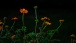 Abends im Garten - An evening in the garden