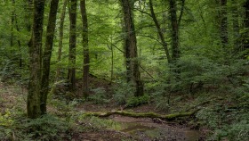 Im tiefen Wald - In the deep forest