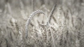 Gerste - Barley