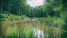 Weiher - Pond