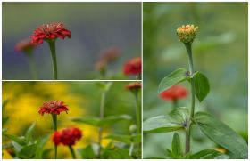 Studentenblume - Tagetes
