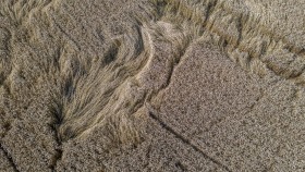 Noch ein Weizenfeld - Another wheat field
