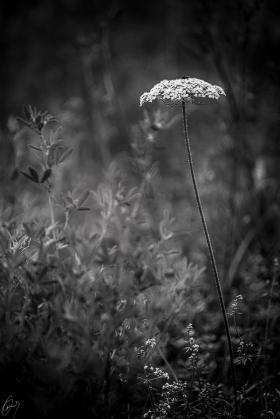 Daucus Carota