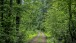 Waldweg - Forest path