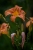 Feuerlilie - Lilium bulbiferum
