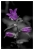 Glockenblumen - Campanula