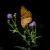 Perlmutterfalter - Argynnis aglaja