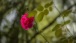 Rose in der Hecke - Rose in the hedge