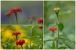 Studentenblume - Tagetes