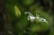 Weisse Lilie - Lilium candidum