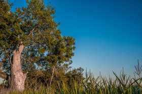 Baum im Maisfeld
