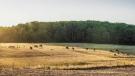 Kühe im warmen Abendlicht