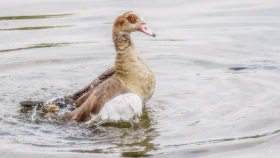 Eine Nilgans kühlt sich ab