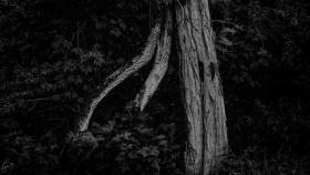 Aged tree in black and white