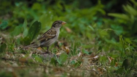 Ein Spatz