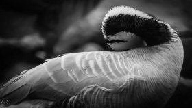 Striped Goose in black and white