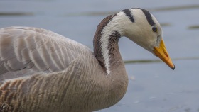 Close up of a Striped Goose
