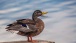 Happy Duck