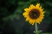 Sonnenblume