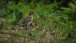 A Sparrow