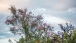 Baum und Himmel