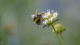 Eine Hummel auf einer Blume