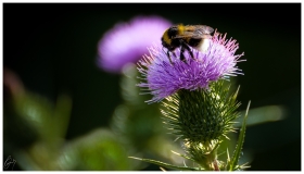 Eine Hummel auf einer Distel
