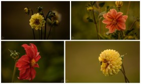 A Collage of Dahlia