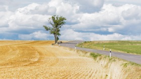 Field with Tree and Road