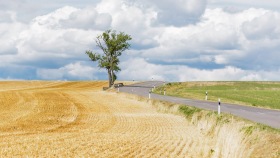 Feld mit Baum und Strasse